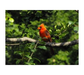 cardinal bird